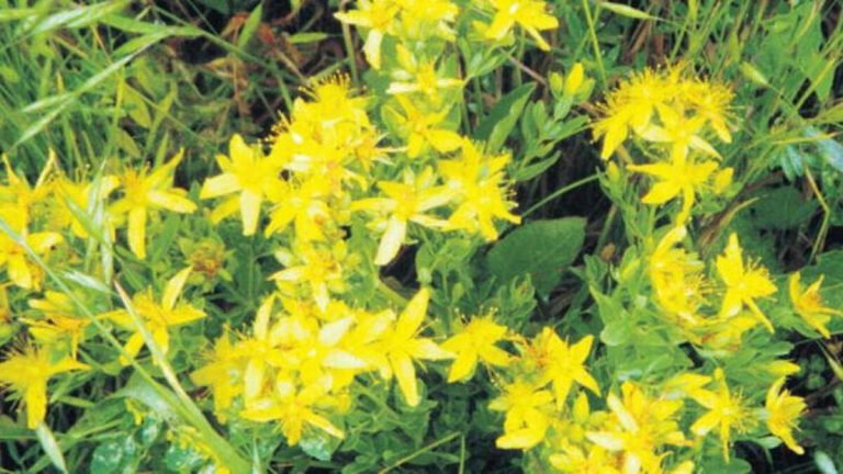 Yorgunluğa iyi gelir!  Sarı kantaron nedir, ne anlama gelir?  Sarı kantaron çayının faydaları nelerdir ve nasıl hazırlanır?